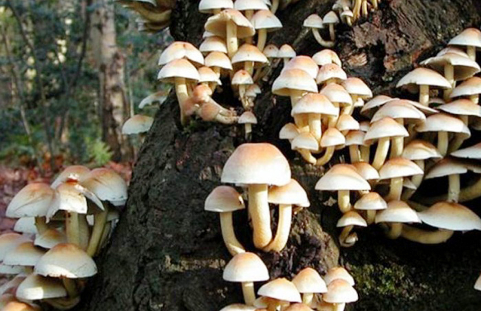 जंगली च्याउ खाँदा १ जना बिरामी
