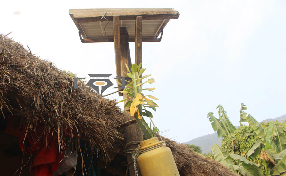 सोलारको अर्थिङ बुट्टि वनस्पती । तस्विर : पूर्णपुष्टि