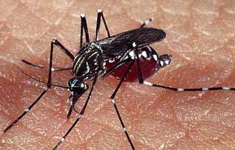 डाक्टरको सल्लाहमा मात्र डेँगु परीक्षण