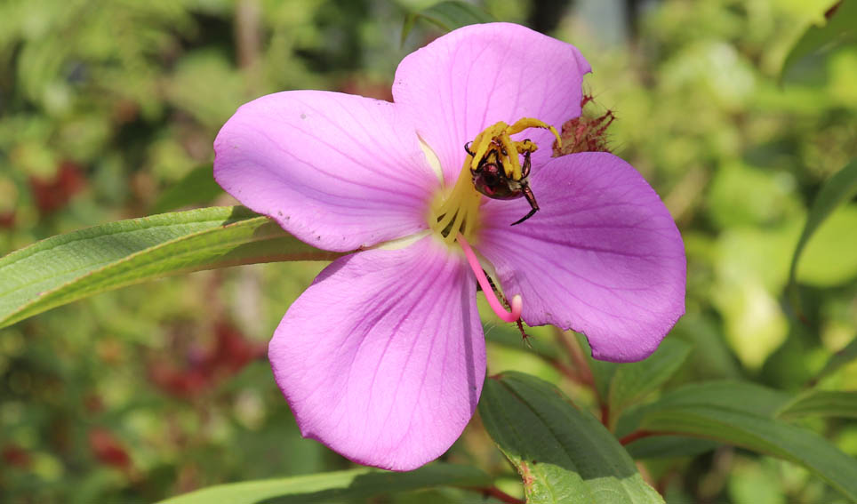 जिवको आश्रय स्थल प्राकृतिक सौदर्यता । तस्विर : पूर्णपुष्टि
