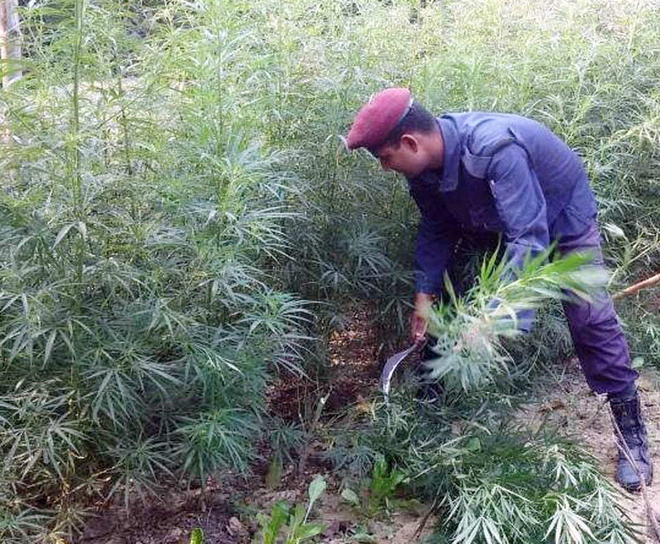 धनकुटामा १९ हजार बोट गाँजा फडानी