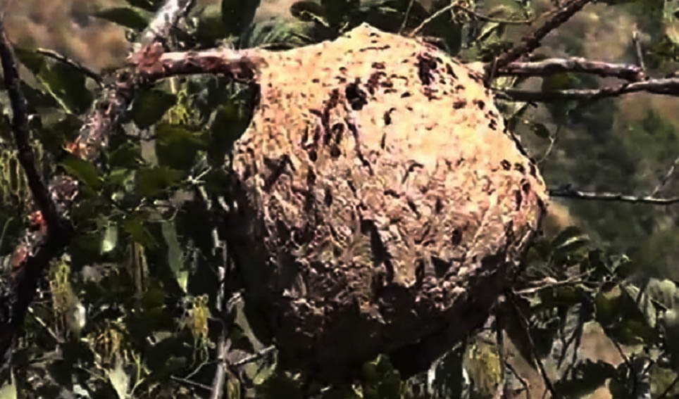 अरिङ्गालले टोकेर १ जनाको मृत्यु