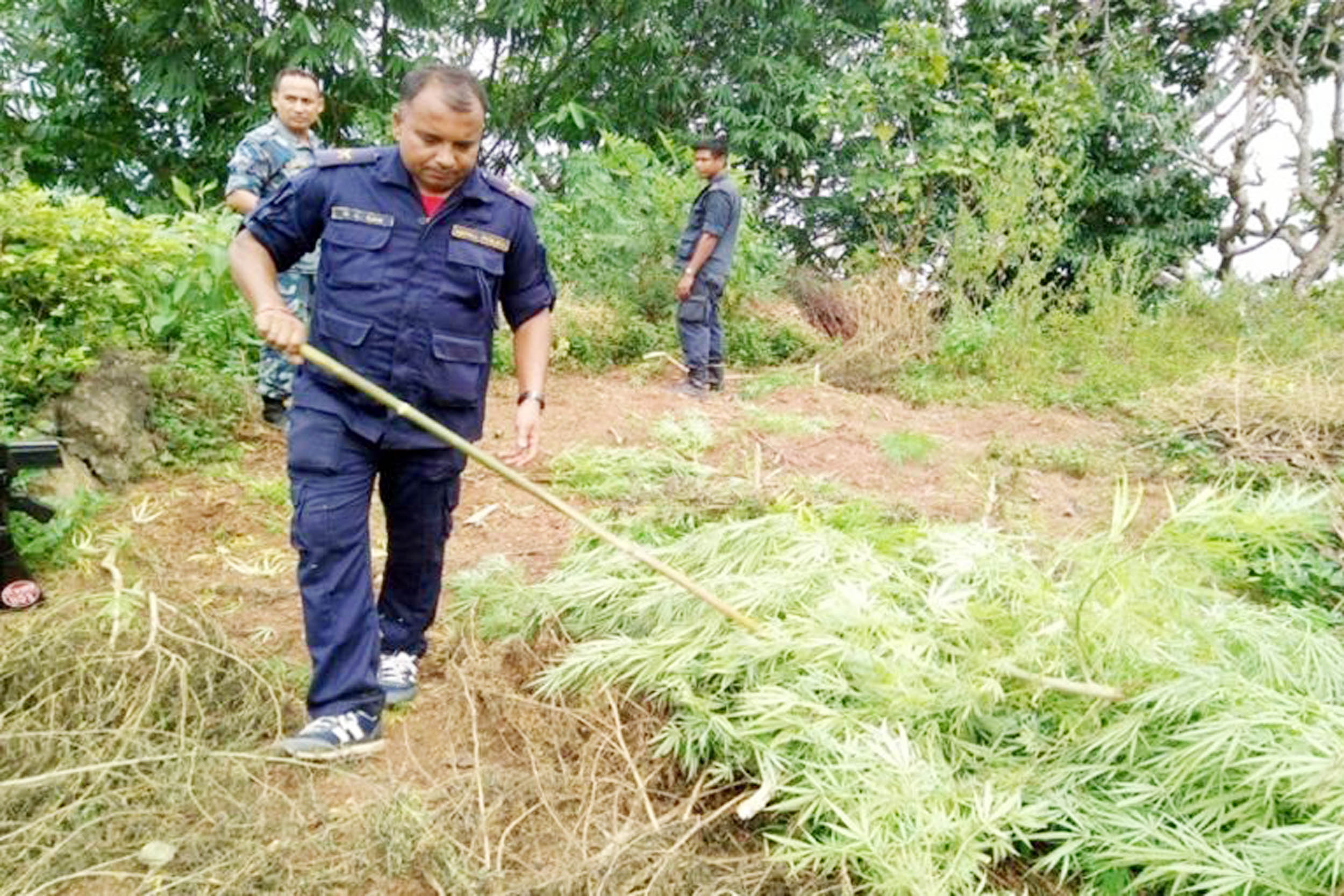 बेलकामा ८६ हजार गाँजा फडानी गरी नष्ट