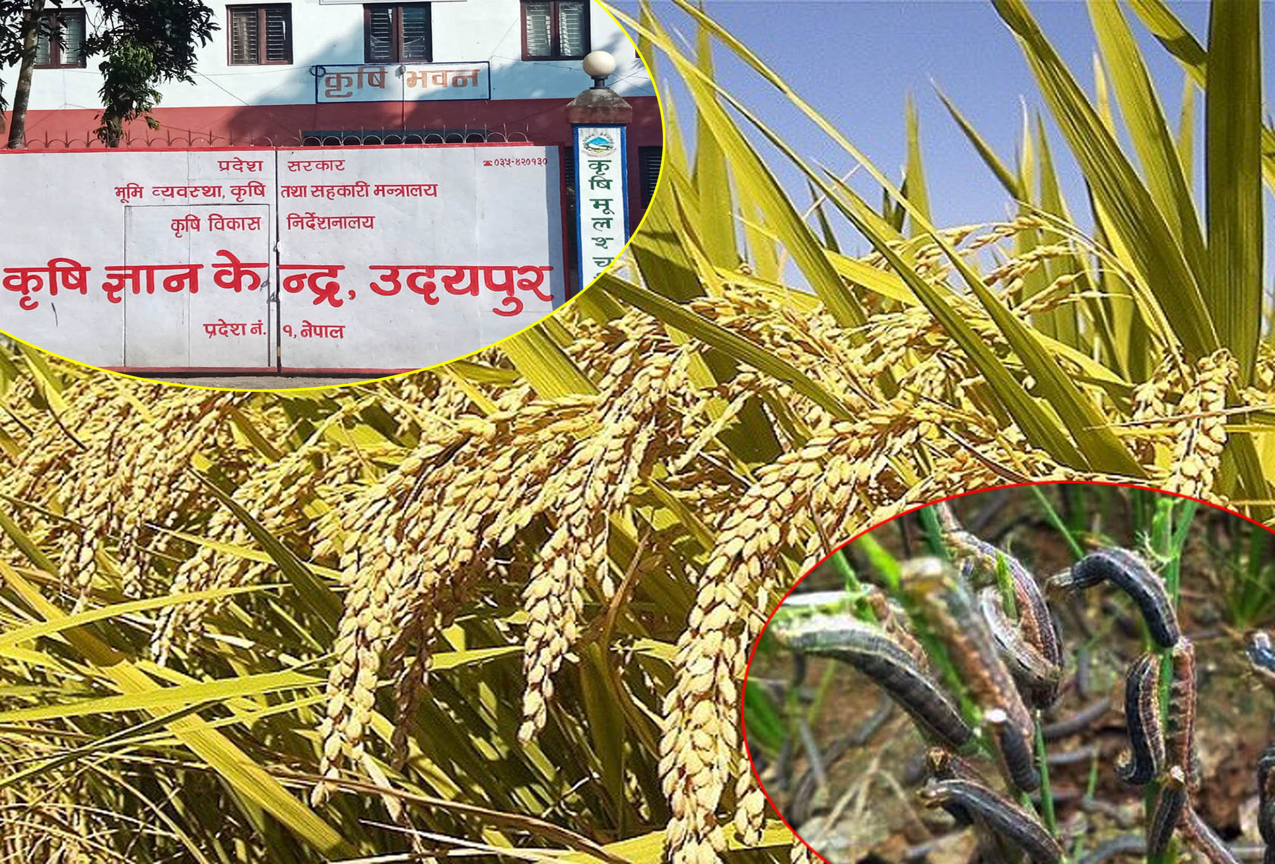 फौजि किराको प्रकोपले धान उत्पादनमा कमी