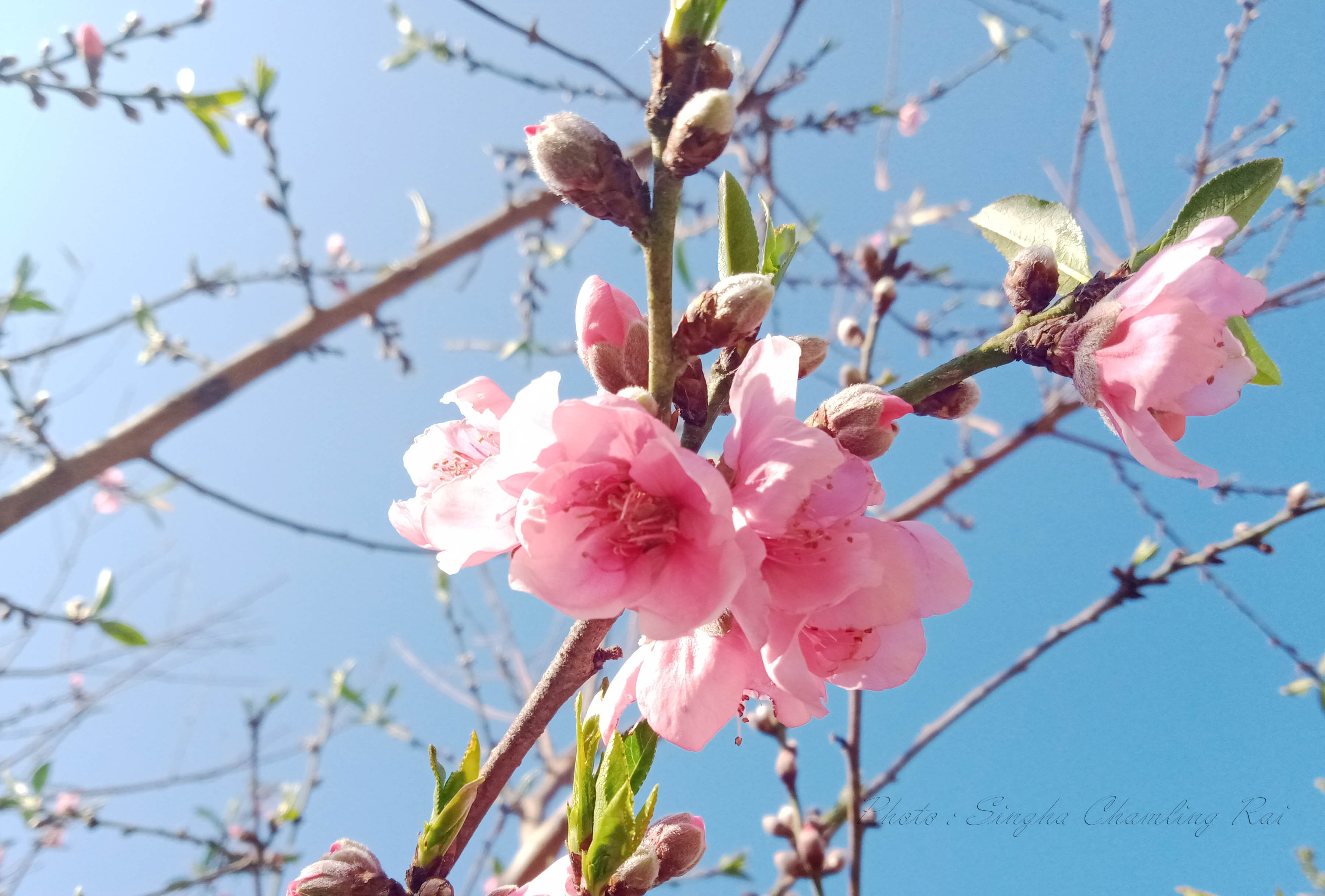 गाउँ घरमा आरु, बकडा पूmल्दै …….