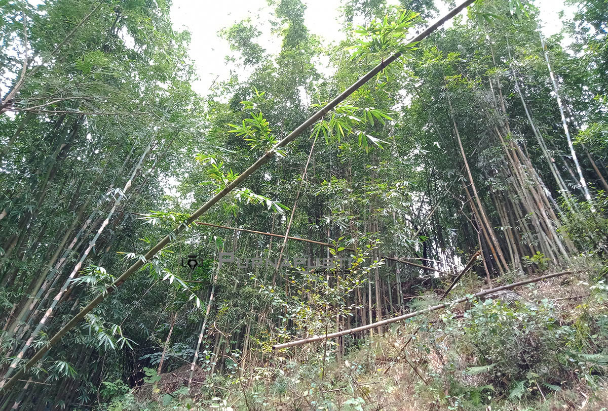 सडकको अभावमा पहाडको बाँस दाउँरा