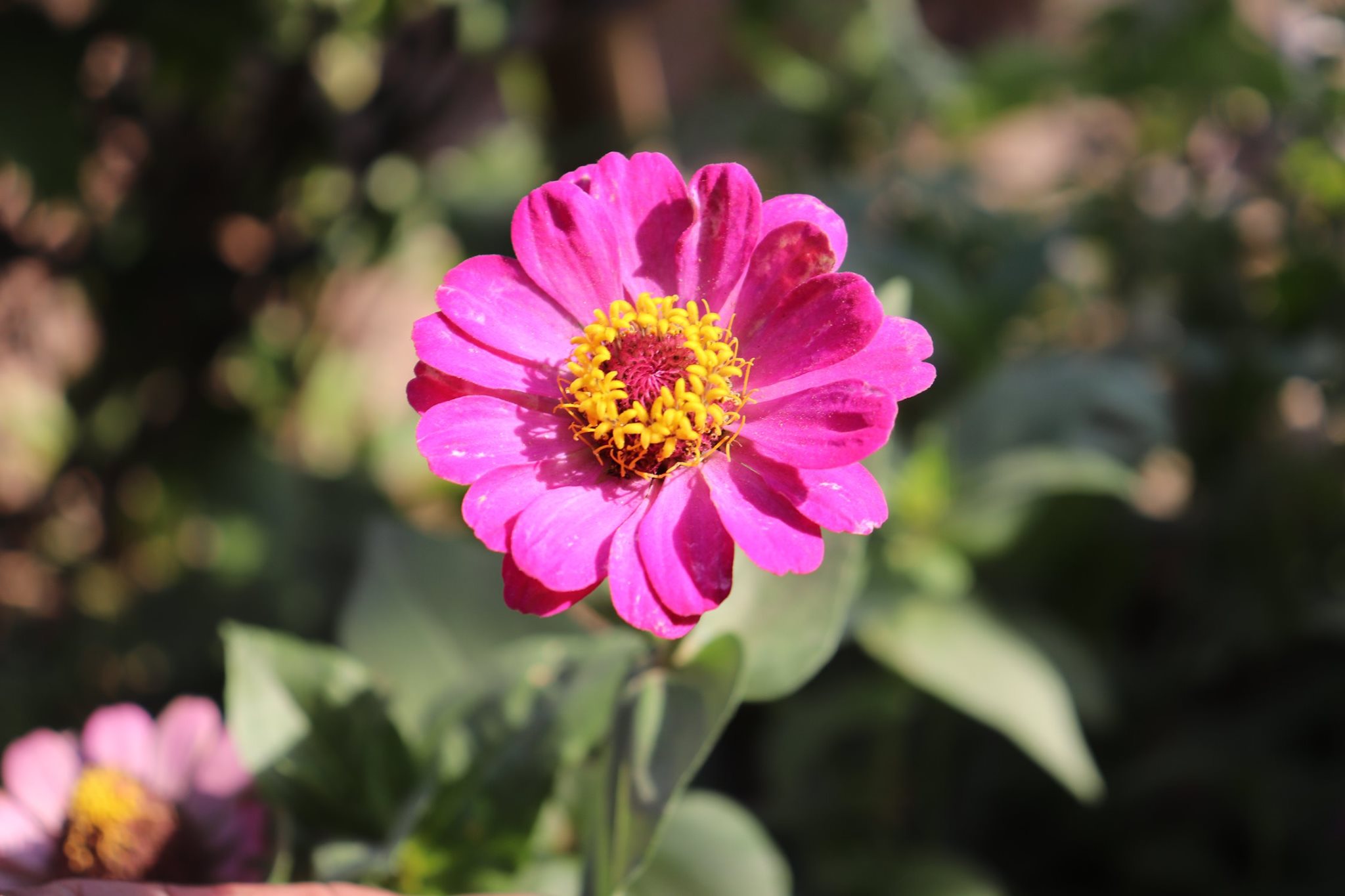 सुन्दर फुलका तस्विर हेरेर भएपनि घरमा सुरक्षित बसाैं