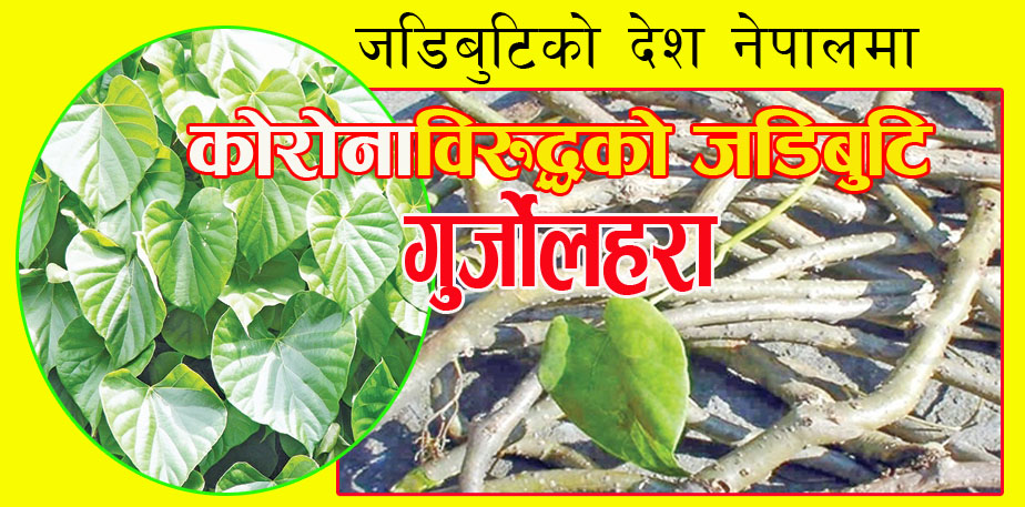 नेपालमा पत्ता लाग्याे, काेराेना भाइरसविरूद्ध प्रतिराेध क्षमता बढाउने जडिबुटि ‘गुर्जाे लहरा’