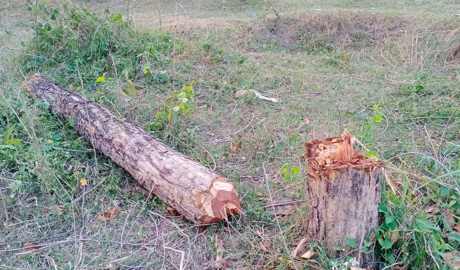 लकडाउनमा वन फडानी