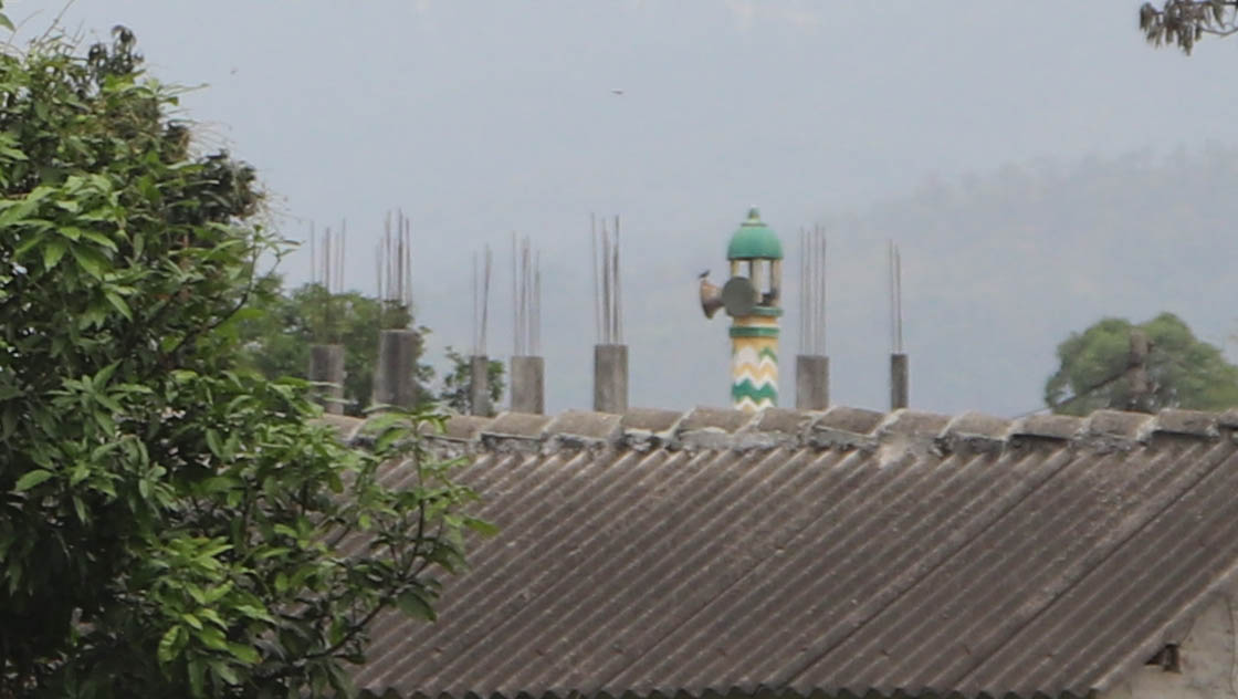 भुल्केमा आजैमात्र ११ कोरोना संक्रमित पुष्टि, अब जम्मा संख्या २४ पुग्यो