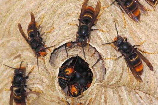 अरिङ्गालको टोकाईबाट एकको मृत्यु