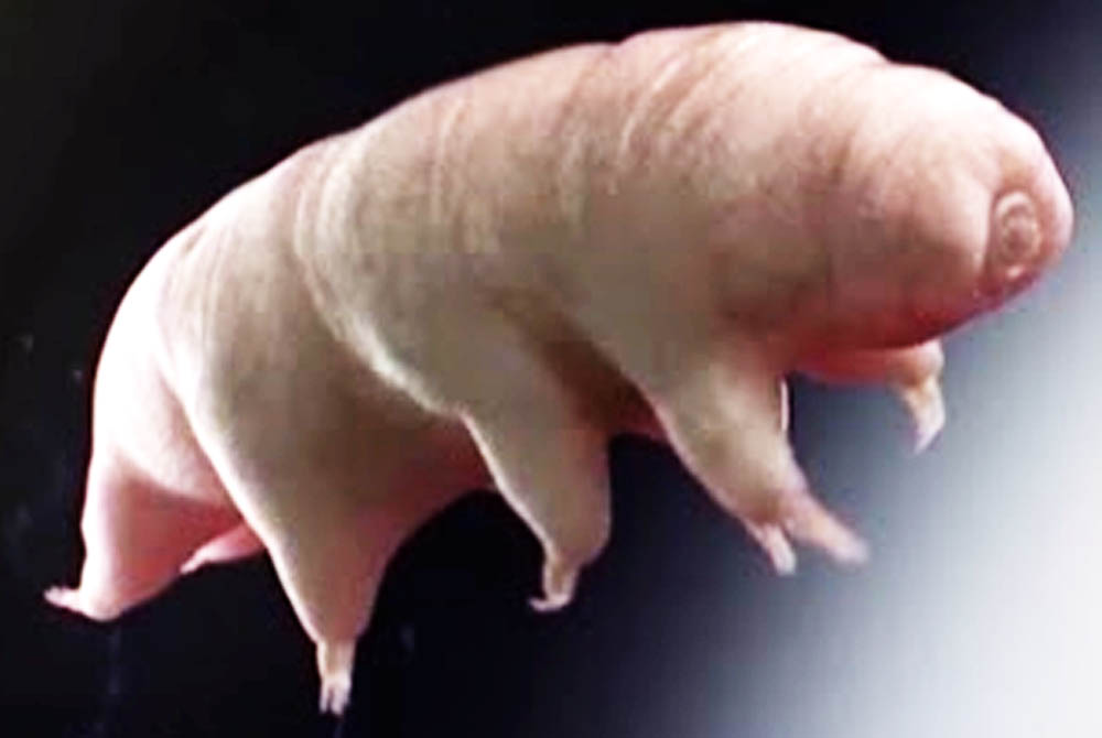 अन्तरिक्षमा बाँच्न सक्ने पानी भालु