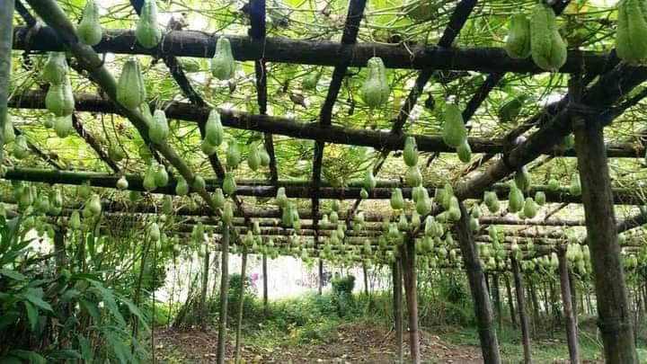 लिम्चुङबुङमा कृषि उत्पादन फस्टाउँदै