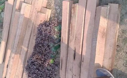 उदयपुरको बेलका बाट अबैध काठ बरामद