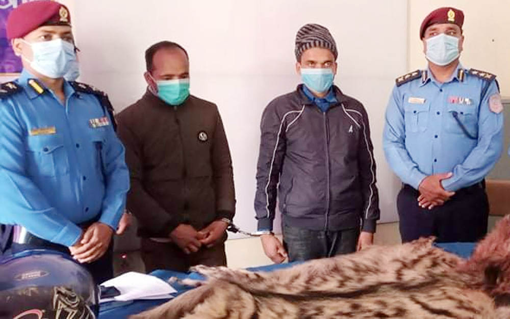 बाघको छालासहित २ जना पक्राउ