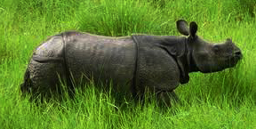 गैंडाको खाग तस्करी गर्ने समुह पक्राउ