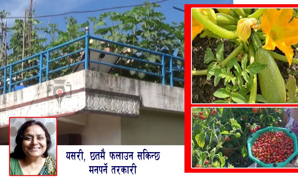 घरकाे छतमा गमलाखेती : यसरी फलाउनुहाेस् आफुलाई मनपर्ने तरकारी