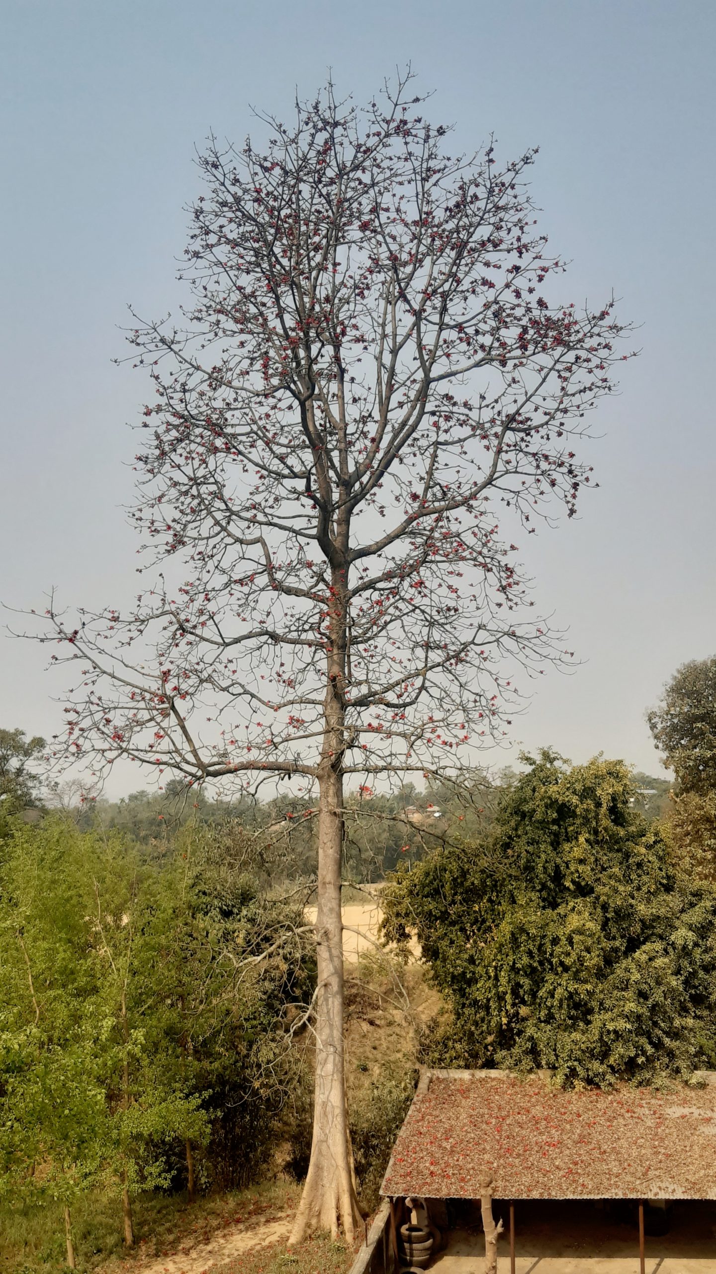 फुल खस्दै सिमलकाे