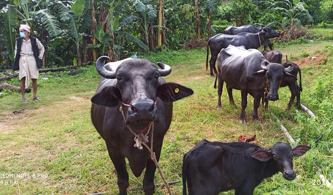 १६ नं वडाका कृषकहरुलाई वडाले गर्यो भैँसी बितरण