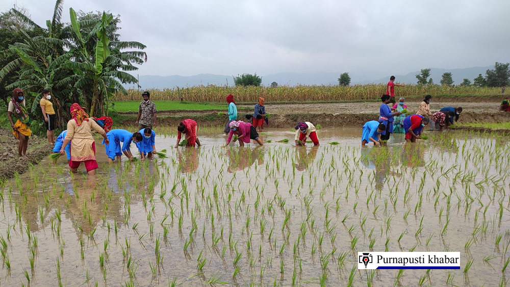 उदयपुरका किसान धमाधम रोपाईमा व्यस्त