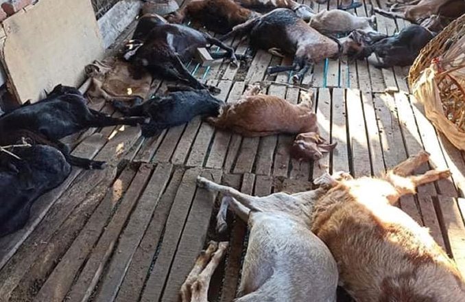 बाघले फर्मको २१ ओटा बाख्रा मार्यो