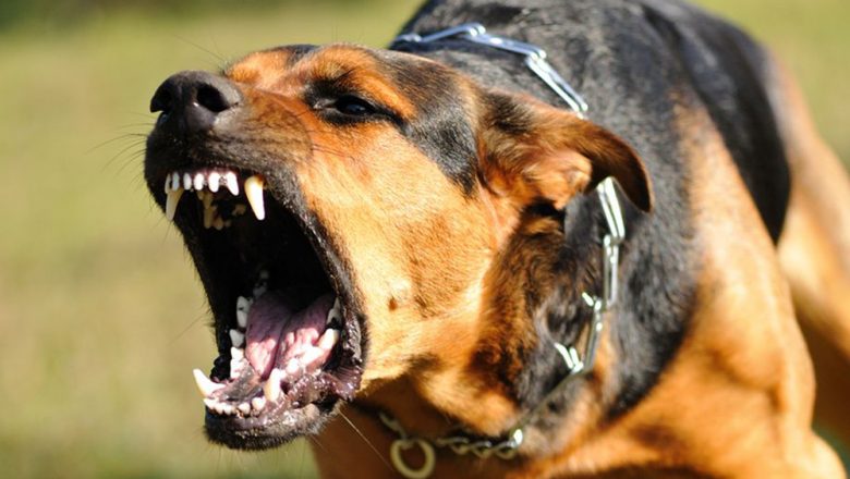 कुकुरको टोकाइबाट एकै दिन १५ जना घाइते