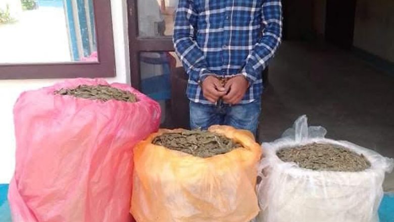 उदयपुरमा ५३ किलो गाँजा सहित एक युवक पक्राउ