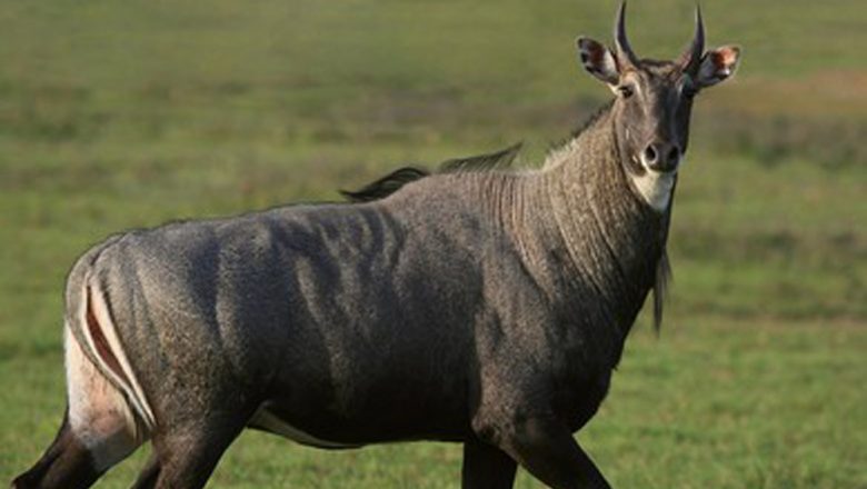 गाडीले ठक्कर दिँदा निल गाईको मृत्यु