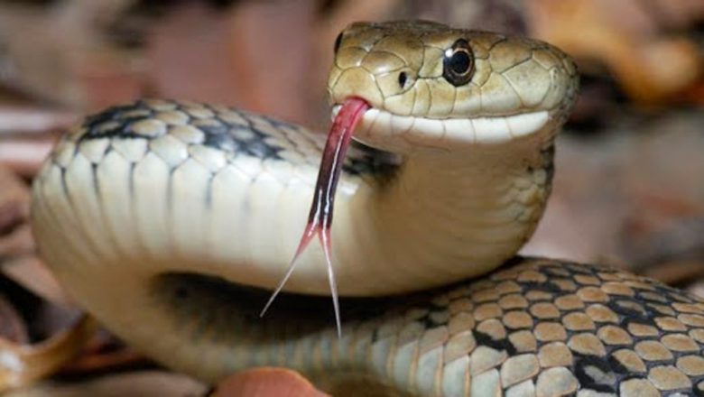 सर्पले टोक्दा बालकको ज्यान गयो