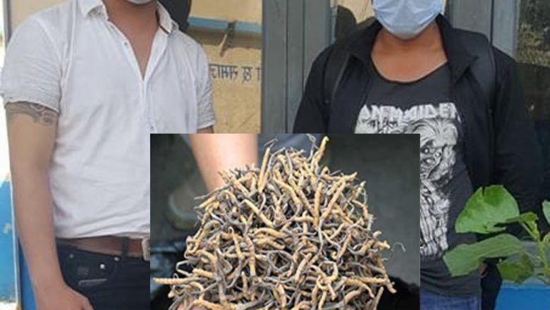 दुर्लभ बनस्पती यार्सागुम्बासहित २ जना पक्राउ