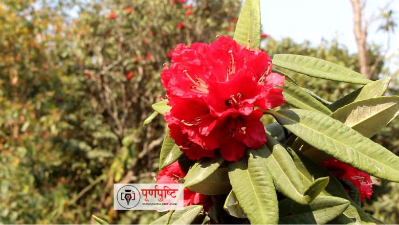 राष्ट्रिय पहिचान बोकेको लालीगुराँस उदयपुरमा पाइन्छ, तर संरक्षणमा ध्यान कसैको गएन