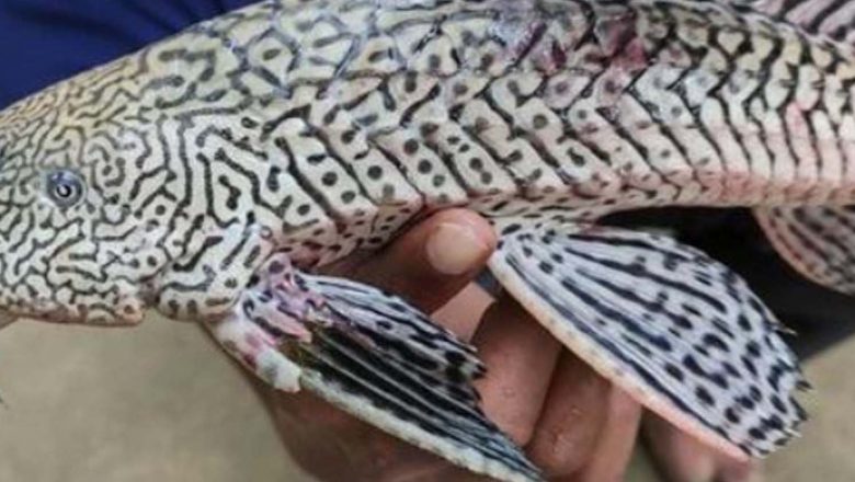 अमेरिकामा पाईने अनौठो प्रजातिको रैथाने माछा मोरङको स्थानीय खोलामा फेला पर्यो