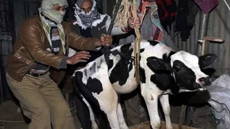 गाईवस्तु चोरले २४ घण्टामा ३८ स्थानीयको हत्या गरे