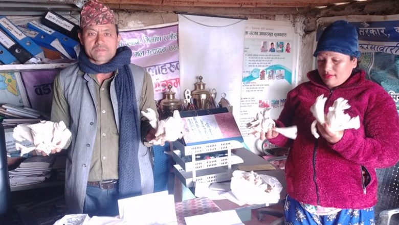 लिम्चुङबुङमा फस्टायो व्यवासायीक च्याउ खेती