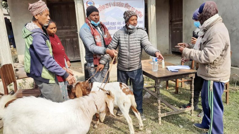 त्रियुगाको १ नं. वडामा महिला लक्षित कार्यक्रम अन्तर्गत विपन्नलाई सुँगुरको पाठा र बोका वितरण