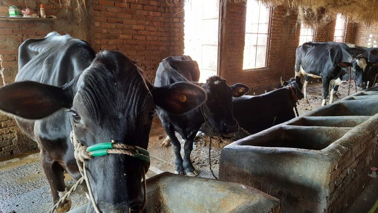 घरेलु तथा साना उद्योग कार्यालयको तथ्याङक अनुसार उदयपुरमा कृषि उद्योग बढी