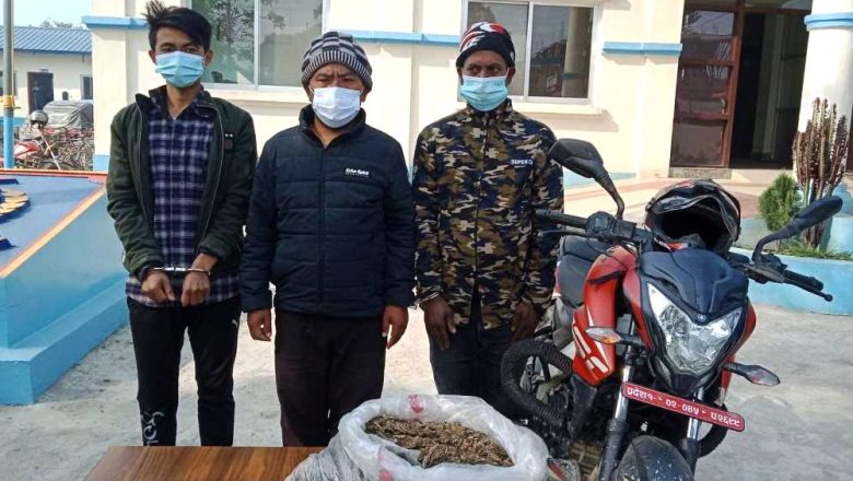 मोरङमा लागुऔषध गाँजा सहित ३ जना पक्राउ