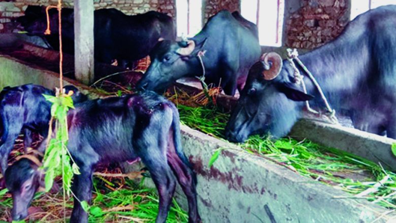 पशुपालक किसान भन्छन् ः ‘खर्च बढ्यो तर आम्दानी घट्यो’