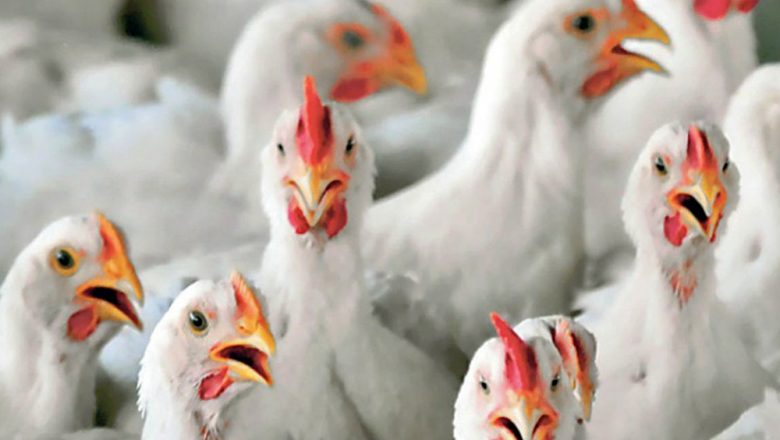 चितवनको राप्तीमा बर्डफ्लू देखियो