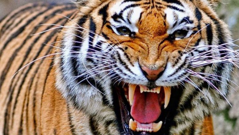 दोब्बरले बढे शुक्लाफाँटामा पाटे बाघ