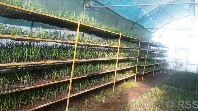 पोली हाउसमा तयार गरिएको उखुको बेर्ना