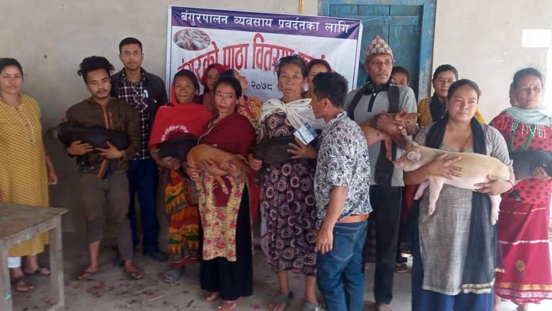 १६ नं वडाका विपन्न तथा एकल महिलाहरुलाई उन्नत जातको बंगुर वितरण