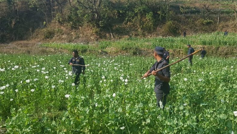 ३५ बिगहा जमिनमा लगाइएको अफिम प्रहरीद्धारा नष्ट