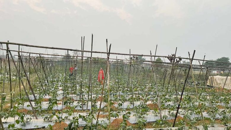 व्यावसायिक तरकारी खेती