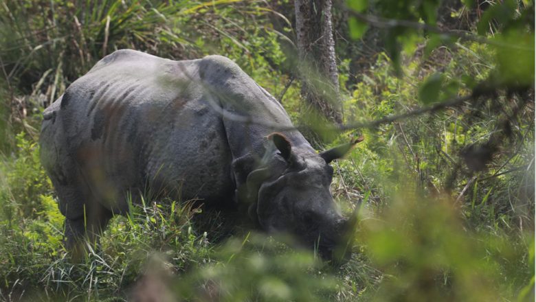गैँडा स्थानान्तरण गर्न अध्ययन