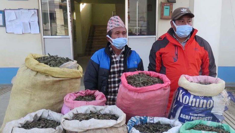 लागुऔषध गाँजाको व्यापार गर्ने दुई जना पक्राउ