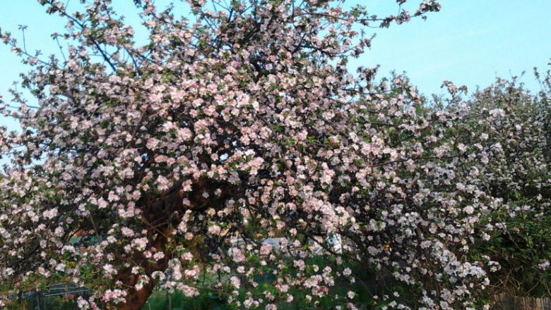 जुम्ली स्याउ–बगैँचा फुलेर ढकमक्क