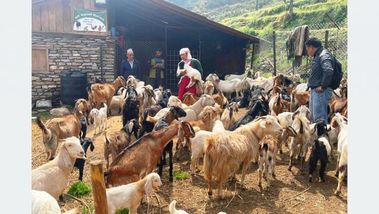 बसाई–सराईले रित्तिएको गाउँको बाँझो जग्गा सदुपयोग गरी बाख्रापालन