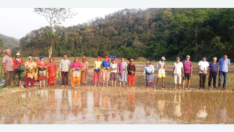 चैते धानमार्फत सामूहिकखेतीमा जोडिँदै सुरौदीका किसान