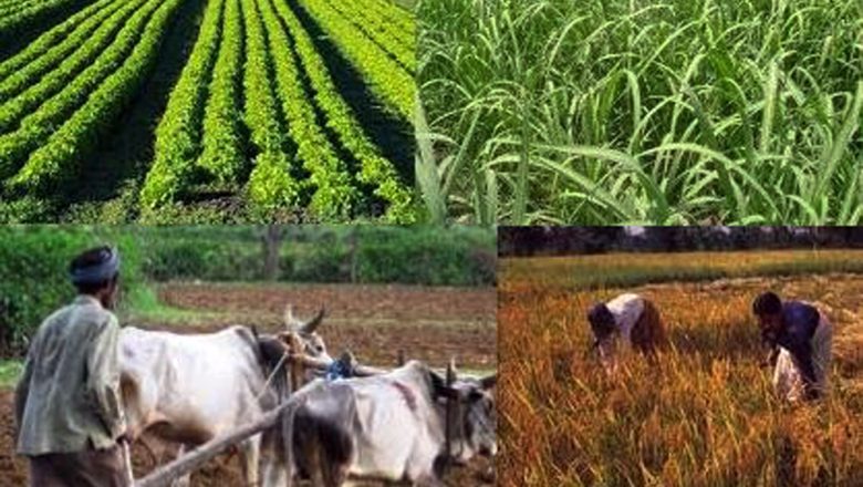 झापामा बङ्गुरपालनतर्फ किसानको आकर्षण